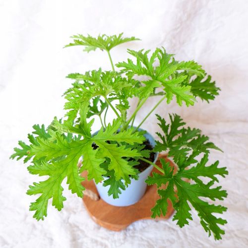 GERANIUM ANGINKA Pelargonium graveolens don.13cm na Arena.pl