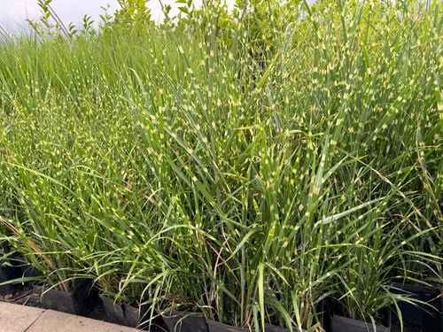 Miskant chiński 'Apache' Niski Pstry (Miscanthus sinensis) Doniczka 2.0L na Arena.pl