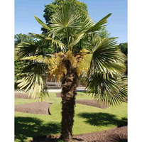 PALMA Trachycarpus fortunei mrozoodporna - sadzonki 30 / 50 cm