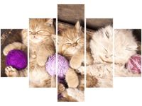 70 100CM OBRAZ 5 ELEM ŚPIĄCE KOTY MISCE DRUK PŁÓTNO