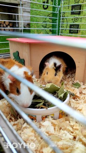 Bezpyłowe trociny ściółka ProBioBED Classic dla gryzoni, koni ODPYLONE 250l na Arena.pl