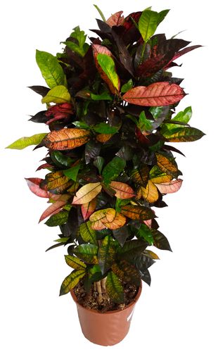 KROTON ICETON 110 cm na Arena.pl