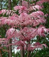 DRZEWO WARZYWNE - sadzonki w doniczkach - UNIKAT!!