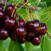 Czereśnia KANADYJSKA bardzo DUŻE OWOCE odmiana SAMOPYLNA