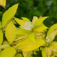 Dereń biały 'Aurea' Żółte Złote Liście Na Żywopłot (Cornus alba) 5.0L