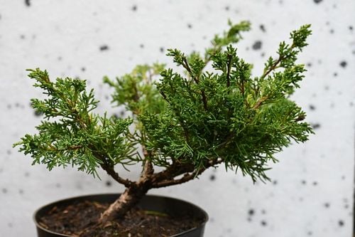 Jałowiec chiński Shimpaku - Juniperus chinensis 0053 na Arena.pl