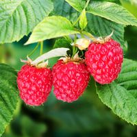 Malina właściwa GLEN AMPLE Letnia Bezkolcowa Odporna na zamieranie Sadzonki