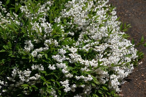Żylistek wysmukły 'Nikko' (Deutzia Gracilis) Biały Krzew Doniczka 2.0L na Arena.pl