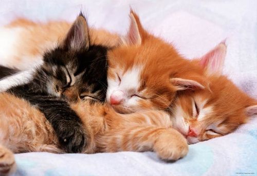 Puzzle Kotki 500 el. na Arena.pl