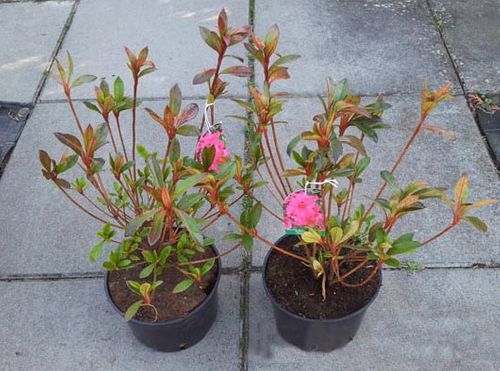 Azalia japońska Georg Arends C2 E na Arena.pl