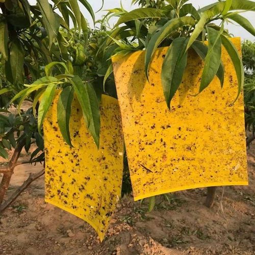 ŻÓŁTE LEPY DO DONICZEK ziemiórki OWADY skuteczne na Arena.pl