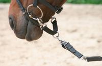 Mostek do lonżowania dla konia Covalliero