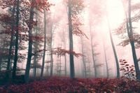 FOTOTAPETA KRAJOBRAZ WIDOK LAS WE MGLE JESIEŃ