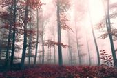 FOTOTAPETA KRAJOBRAZ WIDOK LAS WE MGLE JESIEŃ