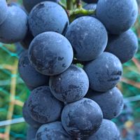 Winorośl 'Fredonia' (Vitis) w doniczkach P11, wysokość 60-80 cm