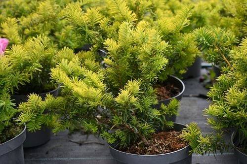 Cis pospolity Summergold - Taxus baccata na Arena.pl