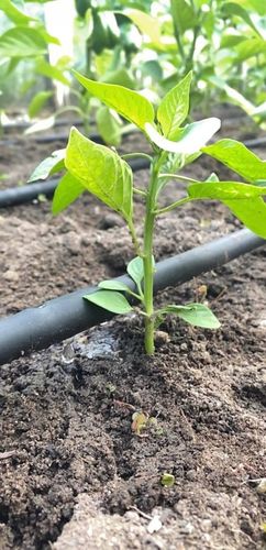 LINIA KROPLUJĄCA NAWADNIANIE KROPELKOWE 100m +192 ELEMENTY WĄŻ KROPELKUJĄCY na Arena.pl