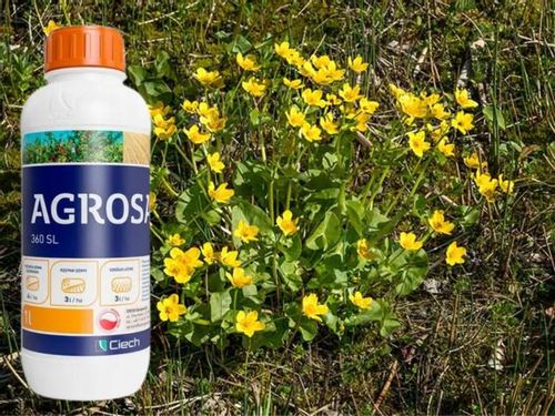 AGROSAR 360SL ŚRODEK CHWASTOBÓJCZY NA CHWASTY perz wiechliny mlecz 1l Ciech na Arena.pl