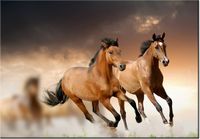 100 70CM OBRAZ PŁÓTNO STADO KONI PŁÓTNO RAMA