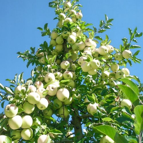 SADZONKI DRZEWKA OWOCOWE JABŁOŃ ANTONÓWKA BIAŁA ŚMIETANKOWA na Arena.pl