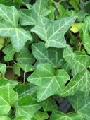 M BLUSZCZ HEDERA HELIX ZIMOZIELONY