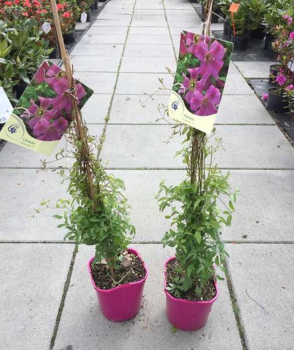 Powojnik Clematis Krakowiak C2 E na Arena.pl