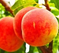 BRZOSKWINIA ROSYJSKA odporna na mróz - sadzonki 120 / 140 cm