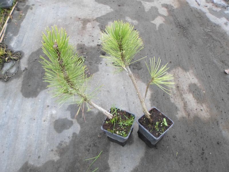 Sosna bośniacka Compact Gem P9 zdjęcie 7