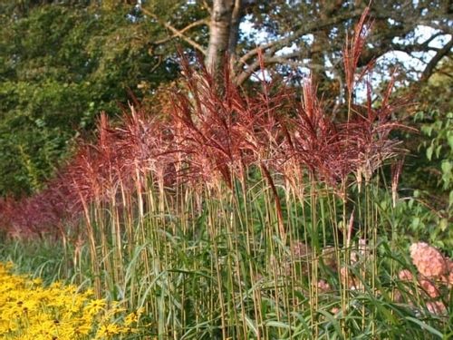 Miskant chiński MALEPARTUS Wysoki do 2m Duże sadzonki w doniczkach 3L na Arena.pl