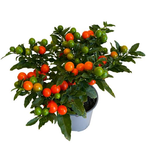 Psianka (Solanum Mega Ball) 25 cm na Arena.pl