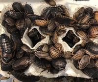 Karaczany argentyńskie Dubia 3-4 cm 100 szt