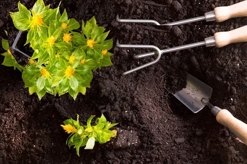 Obornik Kurzy Granulowany Optima 10l Naturalny EKO Nawóz Biovita na Arena.pl
