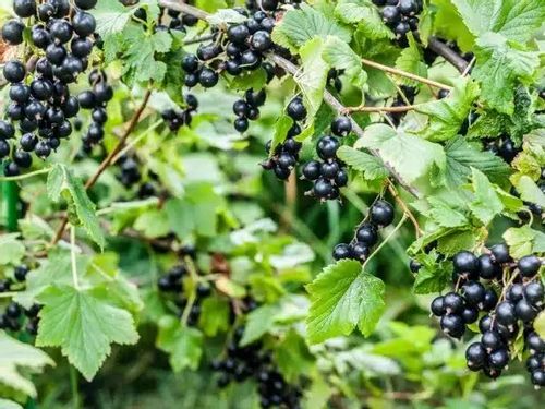 Porzeczka czarna JUBILEJNAJA KOPANIA Słodka odmiana Sadzonki w doniczkach na Arena.pl