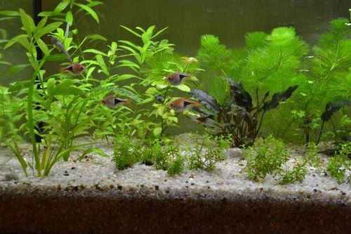 15 kg SZARY PIASEK KWARCOWY DO AKWARIUM 0,6-1,2mm na Arena.pl