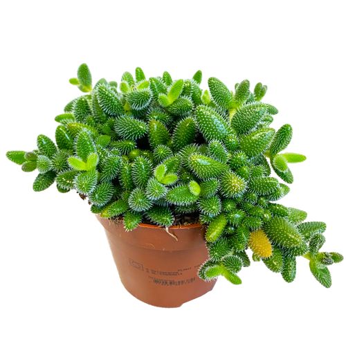 Delosperma Echinatum 15 cm na Arena.pl