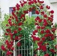 RÓŻA pnąca odporna na mróz czerwona - sadzonki 20 / 30 cm