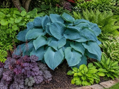 Funkia Blue Mammoth - Hosta Blue Mammoth na Arena.pl