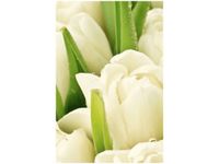 40X60CM DELIKATNE TULIPANY OBRAZ