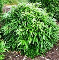 BAMBUS pygmaeus - sadzonki 10 / 20 cm