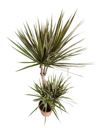 DRACENA BICOLOR 125cm na Arena.pl