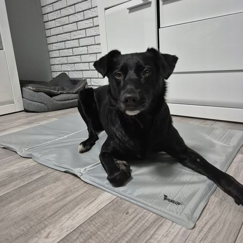 Mata Chłodząca dla Psa Kota Zwierząt Żelowa Składana XXL Legowisko 110x70cm na Arena.pl