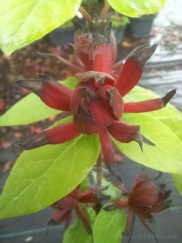 Kielichowiec wonny sadzonka aromat rabaty krzew na Arena.pl