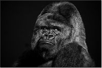 120CM 80CM OBRAZ ŚCIENNY GORILLA FACE FEANS