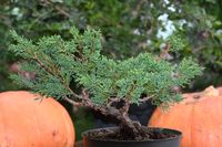 Jałowiec chiński Shimpaku - Juniperus chinensis 0050