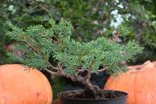 Jałowiec chiński Shimpaku - Juniperus chinensis 0050 na Arena.pl