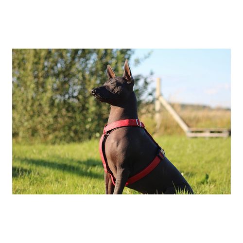 Szelki dwupaskowe Guard Terra Fire, rozm. L na Arena.pl