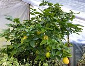 CYTRYNA SKIERNIEWICKA Cytrus