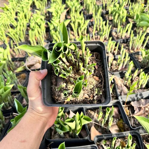 Funkia Hosta 'Blue Moon' W DONICZCE 2.0L Niebieskie liście na Arena.pl