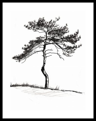 Plakat 30x40cm Samotna Sosna na Arena.pl