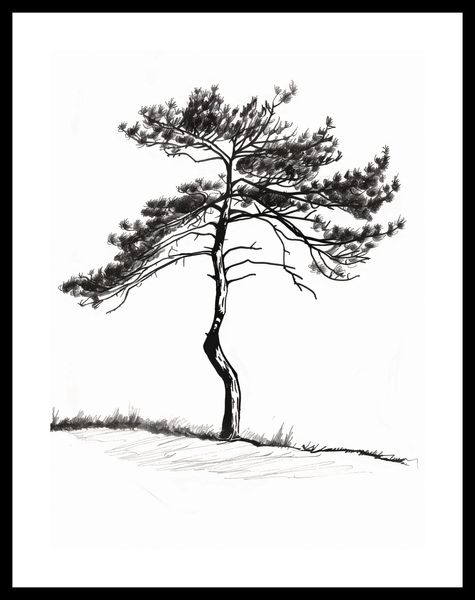 Plakat 30x40cm Samotna Sosna zdjęcie 3